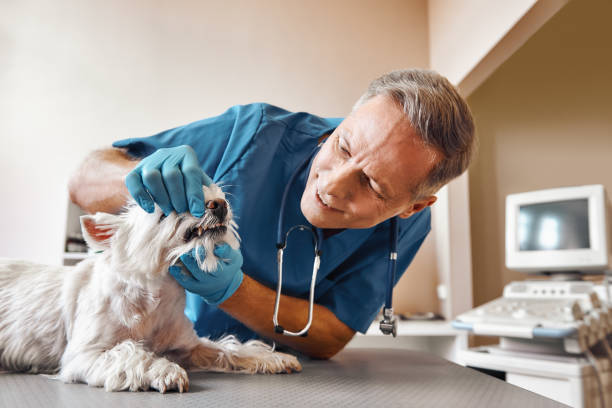 Best Emergency Root Canal Treatment in Lambertville, NJ